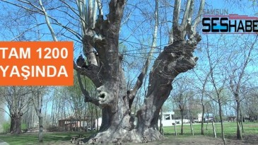 Çevre ve Şehircilik Bakanlığı koruma altına aldı!