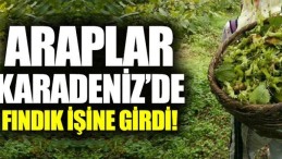 Yatırım amaçlı fındık bahçesi satın alıyorlar