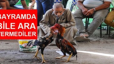 Horoz Dövüştürenlere Operasyon Yapıldı