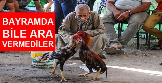 Horoz Dövüştürenlere Operasyon Yapıldı