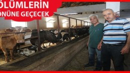 Atakum Belediyesi’nden ‘Buzağı’ seferberliği