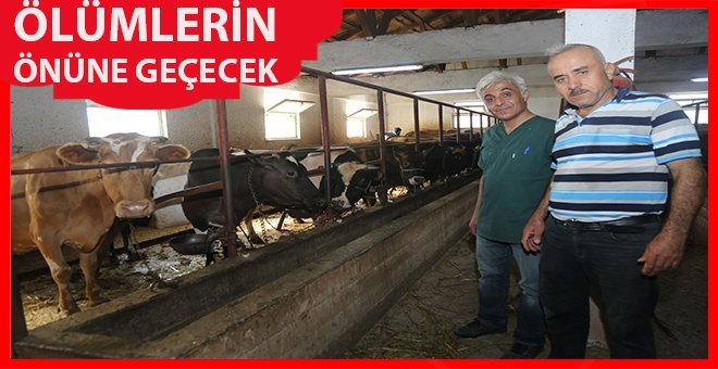 Atakum Belediyesi’nden ‘Buzağı’ seferberliği