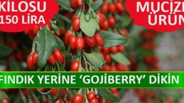 Kilosu 80 ile 150 TL’den satılıyor! Talebe yetişemiyorlar