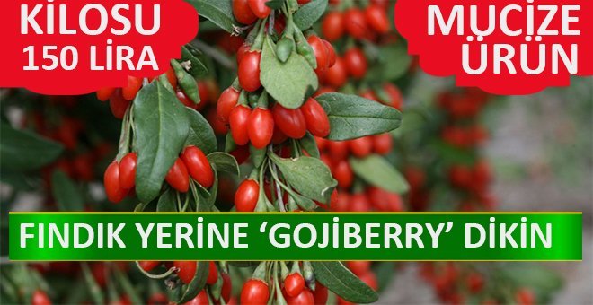 Kilosu 80 ile 150 TL’den satılıyor! Talebe yetişemiyorlar