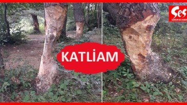 Piknikçilerin doğa katliamı