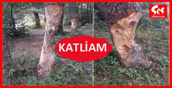 Piknikçilerin doğa katliamı