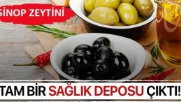 Sinop zeytini yok olmasın!