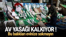Av yasağı bitiyor ! Bu balıkları yemeyin…