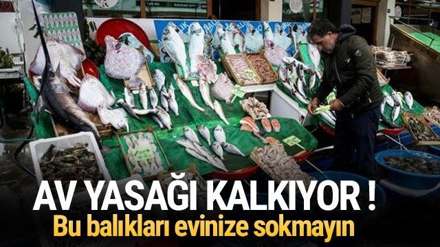 Av yasağı bitiyor ! Bu balıkları yemeyin…