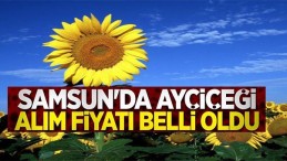 Samsun’da ayçiçeği alım fiyatı belli oldu