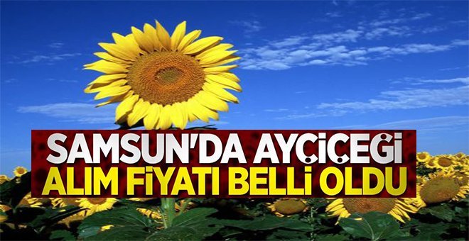 Samsun’da ayçiçeği alım fiyatı belli oldu