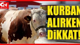 Kurban alırken nelere dikkat edilmeli!