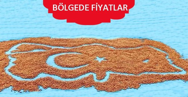 Fındık fiyatlarında son durum!
