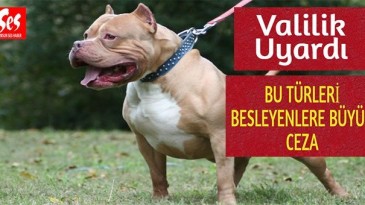 Bu köpekleri besleyenlere 7 bin 802 lira ceza