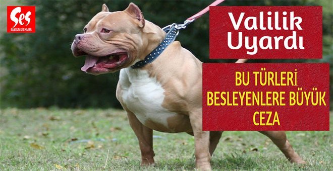 Bu köpekleri besleyenlere 7 bin 802 lira ceza