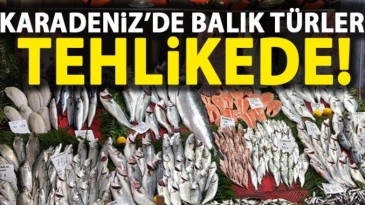 Karadeniz’de balık türleri yok oluyor