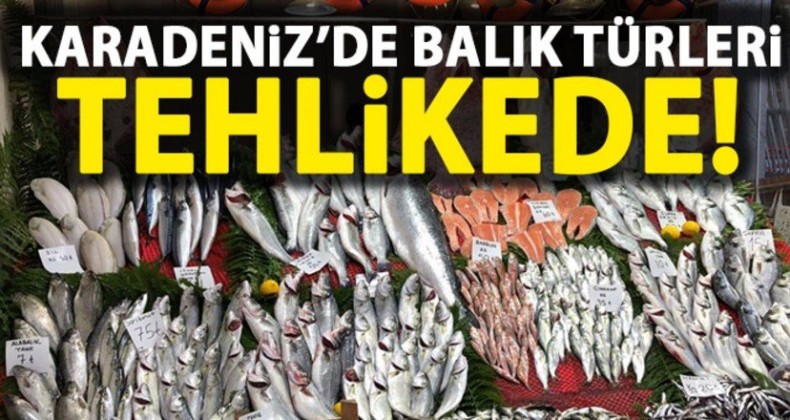 Karadeniz’de balık türleri yok oluyor