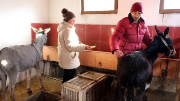 Kendisini ‘diplomalı eşek bakıcısı’ olarak nitelendiren vatandaştan insanlık dersi