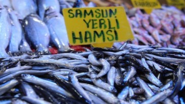 Hamsi 1 yıl avlanmasın