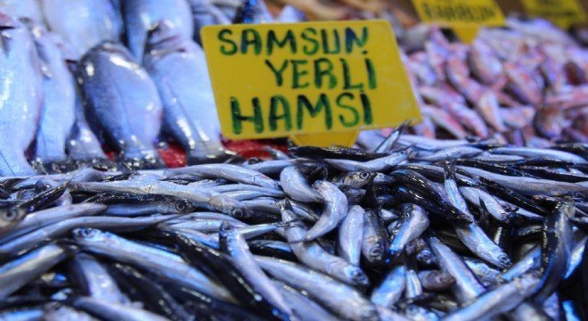 Hamsi 1 yıl avlanmasın