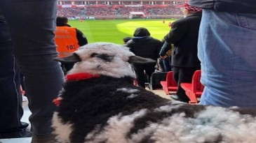 İşte Yılport Samsunspor Tribünlerinin En Özel Misafiri!