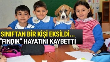 ‘Fındık’ Tokat’ta toprağa verilecek!