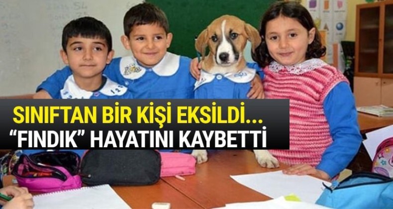 ‘Fındık’ Tokat’ta toprağa verilecek!