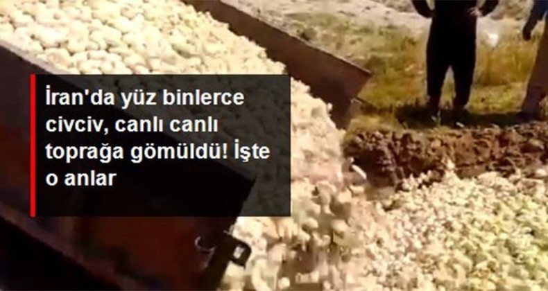 İran’da yüz binlerce civciv öldürüldü