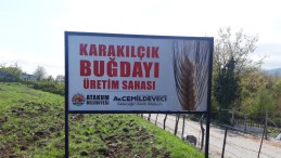 Atakum’da ‘Karakılçık buğdayı’ hayat buluyor