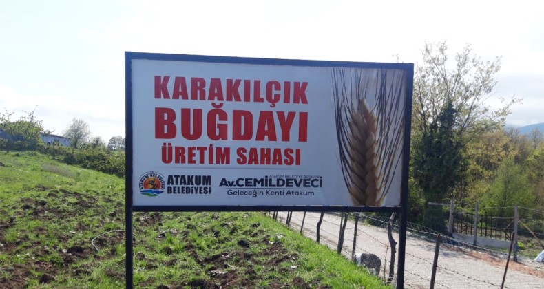 Atakum’da ‘Karakılçık buğdayı’ hayat buluyor