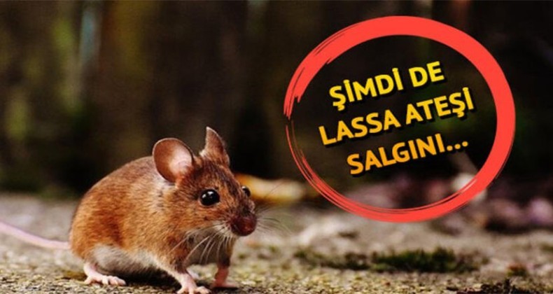 Lassa Ateşine dikkat!