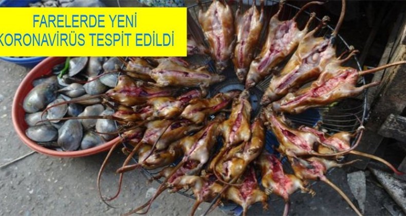 ÇİNLİLER AKILLANMIYOR!