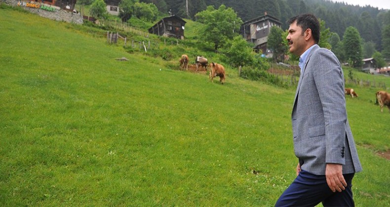 Ayder Yaylası daha yeşil olacak