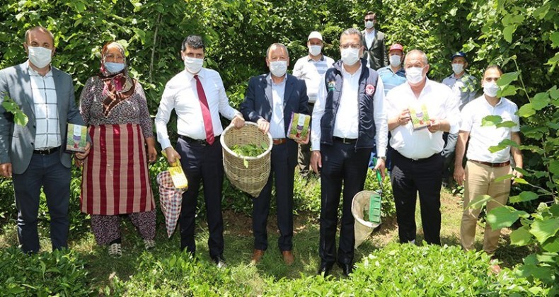 Ordu çay üretiminde bende varım dedi!