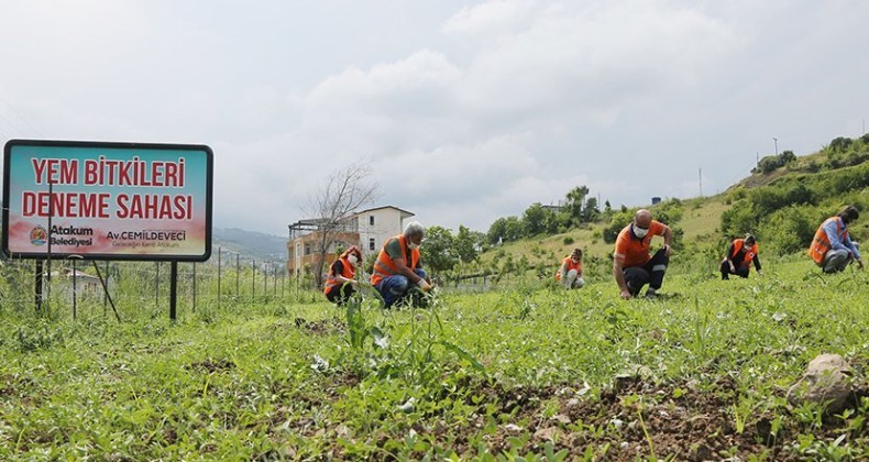 Atakum’da belediyenin atıl arazisi tarım okulu oldu