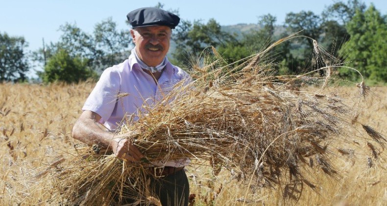 Başkan Deveci buğday hasadını yaptı!