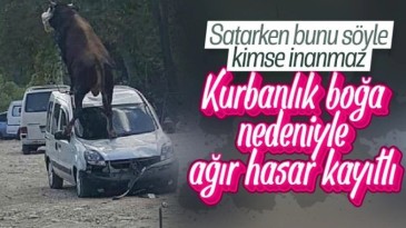 Samsun’da kurbanlık boğa dehşet saçtı!