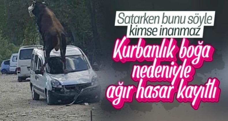 Samsun’da kurbanlık boğa dehşet saçtı!
