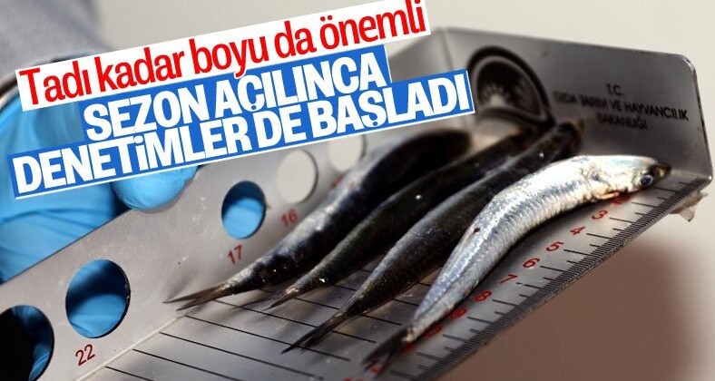 Balık sezonu başladı, denetimler arttı