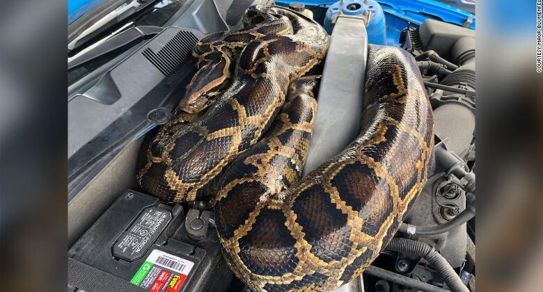 Otomobilde kıvrılan 3 metrelik bir piton yakaladı