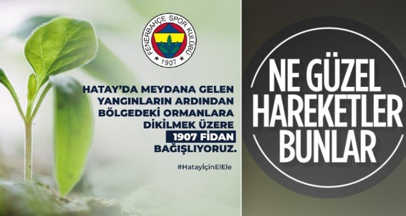 Fidanlar yeniden yeşeriyor