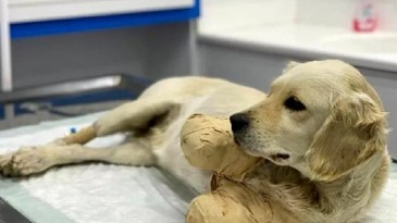 Yavru köpek hayati tehlikeyi atlattı!
