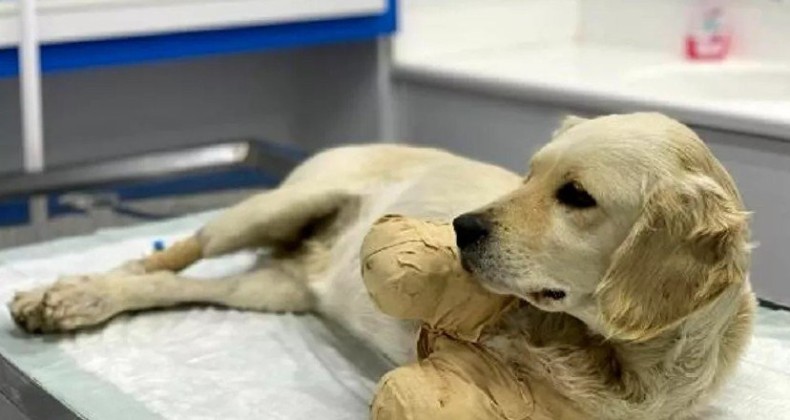 Yavru köpek hayati tehlikeyi atlattı!