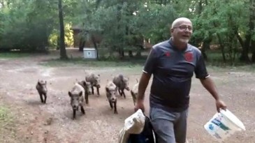 Sahile inen domuzları besledi