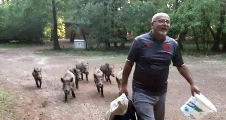 Sahile inen domuzları besledi