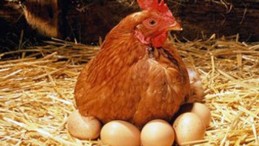 Yumurtacılar, ‘günah keçisi’ olmaktan şikayetçi