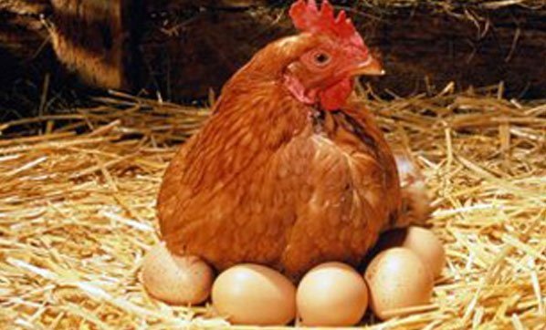 Yumurtacılar, ‘günah keçisi’ olmaktan şikayetçi