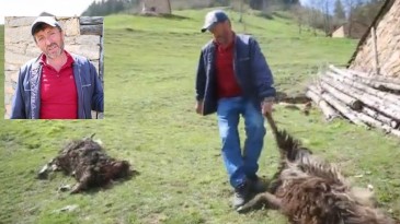 Trabzon’da ahıra giren ayılar koyunları yedi