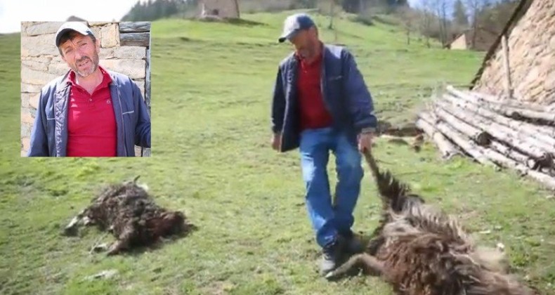 Trabzon’da ahıra giren ayılar koyunları yedi