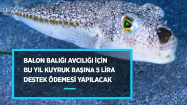 Balon balığı avcılığına destek geldi
